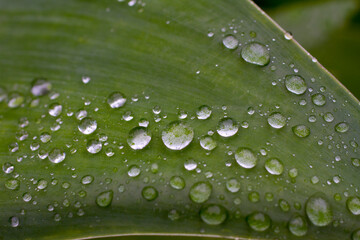 water drops on green leaf