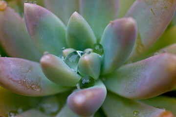 close up of a cactus with focus on water drops