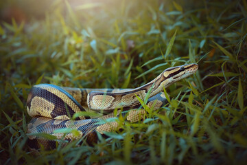 Python  in the  tropocal garden / snake