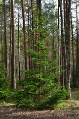 Fototapeta premium Green fluffy and young spruce close-up in contrasting natural light in a pine forest, where birches are also found, on a sunny day.