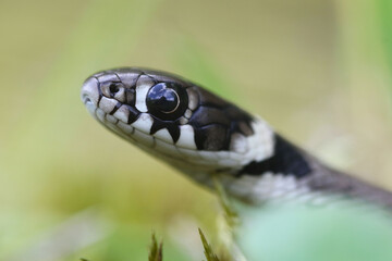 Natrix astreptophora juvenile, detail of the head 