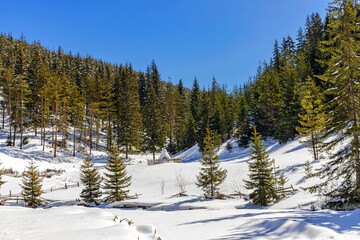 Pastoral winter view in West Rhodope mountains