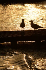 bird at the sea silhouette