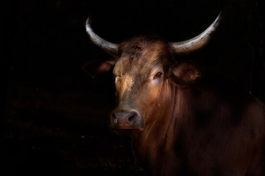 Nguni-Kuh in Samburu-Land in Ostafrika