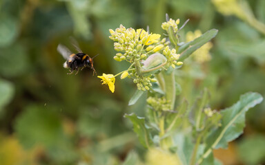 A bumblebee doing her work at spring in jena