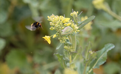 A bumblebee doing her work at spring in jena