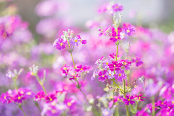 瑞々しい満開のサクラソウ