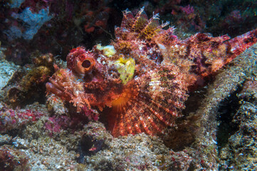 Fototapeta na wymiar Tasseled Scorpionfish (Scorpaenopsis oxycephala), firefish or goblinfish near Anilao, Mabini, Philippines. Underwater photography and travel.