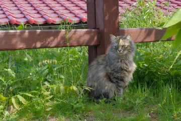 草むらに佇む猫