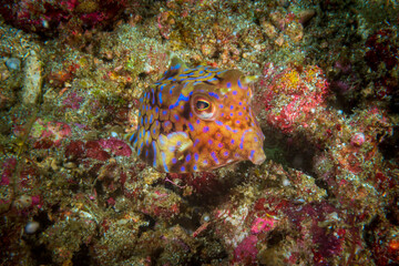 Colorful thornback cowfish (Lactoria fornasini) in a tropical coral reef near Anilao, Mabini, Philippines.  Underwater photography and travel.