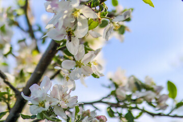 White plum in bloom and the bee collect pollen from flowers on a sunny spring day in the orchard. Natural background concept
