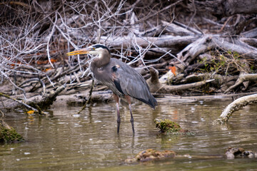 Close up of a Grey heron waiting in the water. Grey heron resting. Grey Heron by a wooden shore. 