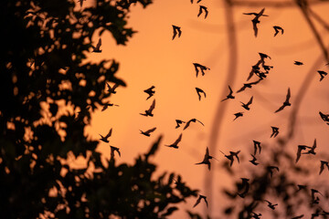Bats above the jungle during sunset. Group of bats. Calakmul bats. Bat silhouette.