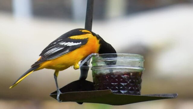 Male Baltimore Oriole eats grape jelly from the feeder in our yard. Windsor in Broome County in Upstate NY. Black and Orange Bird feeds from a glass jar.	