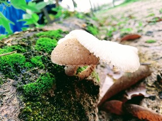 mushroom in the forest