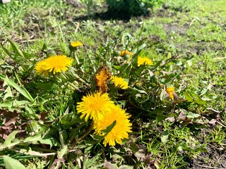 Green meadow with yellow dandelions. Close up of yellow spring flowers dandelions on the ground.