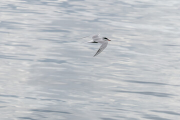 ULSTEINVIK, NORWAY - 2020 MAY 21. Adult common tern in flight on sea background