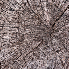 .texture of an old wooden stump for chopping wood 1х1
