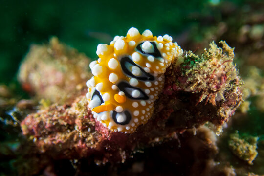 Bright yellow and white Ocelated Phyllidia nudibranch (Phyllidia ocellata) a sea slug, a dorid nudibranch near Anilao, Philippines.  Underwater photography and travel.