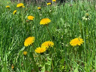 Green meadow with yellow dandelions. Close up of yellow spring flowers dandelions on the ground.
