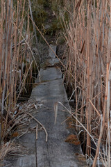 An old, sloping wooden footbridge over a ditch with moss. Dry reeds and grass on both sides, trail in the background. Sunny spring evening.