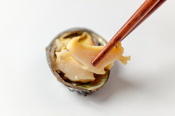 Abalone succulent on white background