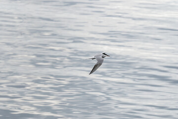 ULSTEINVIK, NORWAY - 2020 MAY 21. Adult common tern in flight on sea background
