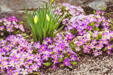 Primroses Flowers and Yellow Narcissus  Blooming in a Spring Garden