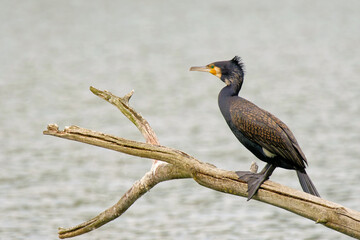 Kormoran