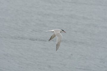 Fototapeta na wymiar ULSTEINVIK, NORWAY - 2020 MAY 21. Adult common tern in flight on sea background