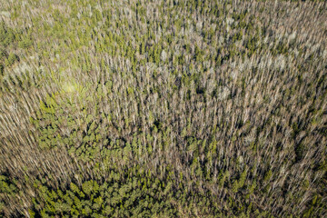 Aerial view of forest and swamp. 