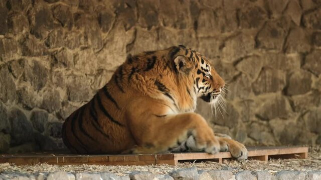 tiger resting on a hot day and occasionally opens his eyes on. Young siberian tiger resting in zoo. Lazy big cat from the far scratching his ear