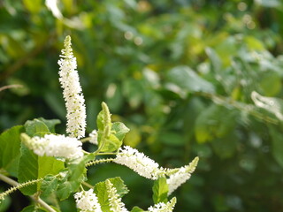 Close-up, detail, stamen and white flowers.  Blurry green leaf background