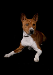 Basenji dog laying isolated on a black background