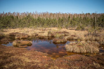 Fototapeta na wymiar Sulfur ponds in swamp, Kemeri, Latvia.