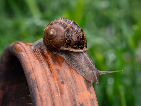 Retrato de caracol