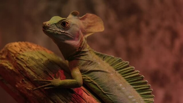 Green Basilisk - Basiliscus plumifrons also called the green basilisk, the double crested basilisk, or the Jesus Christ lizard, species of lizard in the family Corytophanidae