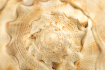 Beautiful seashell close-up. spiral seashells macro background.