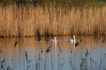 Schwäne am Morgen