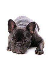 Black French Bulldog laying on a white background