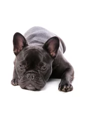 Acrylic prints French bulldog Black French Bulldog laying on a white background