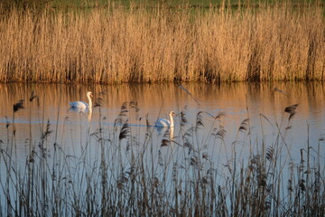 Schwäne am Morgen