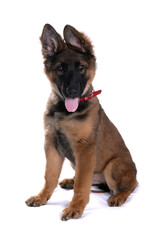 German Shepherd puppy dog isolated on a white background