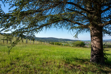 Paysage des Monts du Lyonnais au printemps vers le col de La Luere
