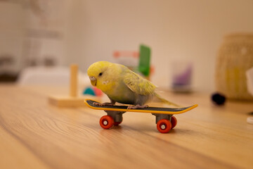 yellow bird on skateboard on the table © pilar