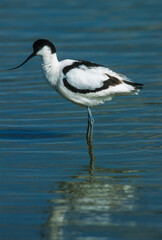 Avocette élégante, Recurvirostra avosetta, Pied Avocet
