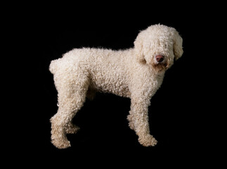 Spanish Water Dog Puppy 3