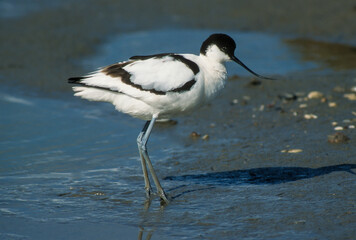 Avocette élégante, Recurvirostra avosetta, Pied Avocet