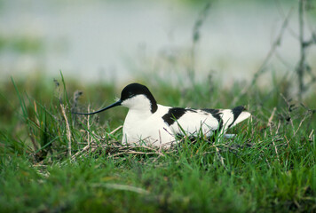 Avocette élégante, nid, Recurvirostra avosetta, Pied Avocet