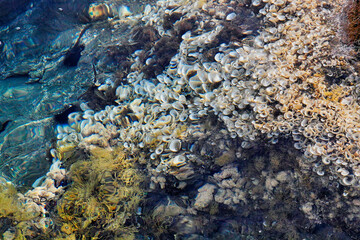 underwater plants looking like shells on a reef